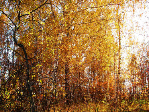 36236 (a): :1024x768